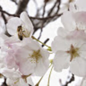 Meet your Posher, Melody